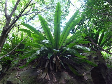 APII jpeg image of Asplenium australasicum  © contact APII