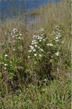 APII jpeg image of Symphyotrichum novi-belgii  © contact APII