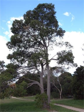 APII jpeg image of Acacia melanoxylon  © contact APII