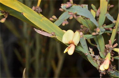 APII jpeg image of Bossiaea fragrans  © contact APII