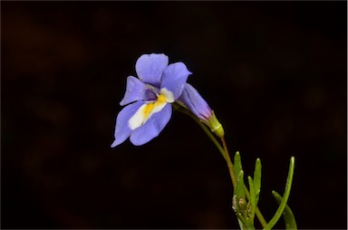 APII jpeg image of Lobelia claviflora  © contact APII