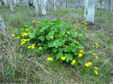 APII jpeg image of Caltha palustris  © contact APII