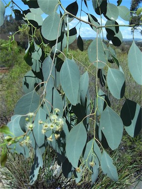 APII jpeg image of Eucalyptus polyanthemos  © contact APII