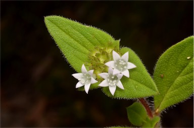 APII jpeg image of Richardia brasiliensis  © contact APII