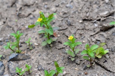 APII jpeg image of Mecardonia procumbens  © contact APII