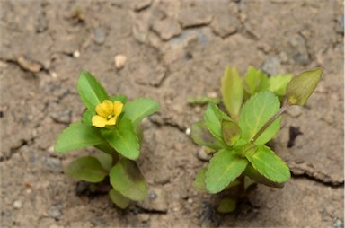 APII jpeg image of Mecardonia procumbens  © contact APII