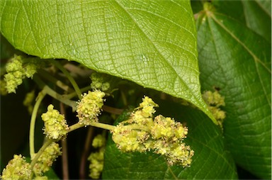 APII jpeg image of Macaranga involucrata  © contact APII