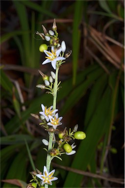 APII jpeg image of Dianella caerulea var. vannata  © contact APII