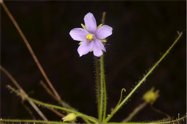 APII jpeg image of Byblis liniflora  © contact APII