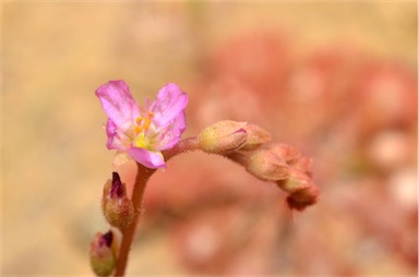 APII jpeg image of Drosera spatulata  © contact APII