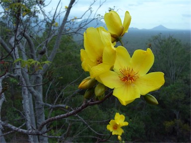 APII jpeg image of Cochlospermum gillivraei  © contact APII