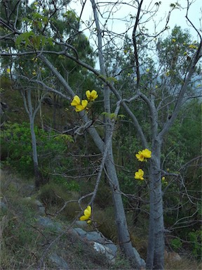 APII jpeg image of Cochlospermum gillivraei  © contact APII