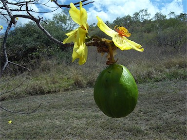 APII jpeg image of Cochlospermum gillivraei  © contact APII