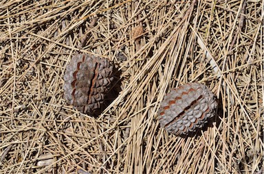 APII jpeg image of Allocasuarina decaisneana  © contact APII