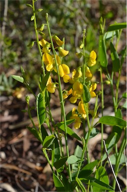 APII jpeg image of Crotalaria eremaea  © contact APII