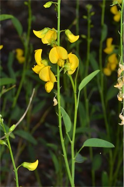 APII jpeg image of Crotalaria eremaea  © contact APII