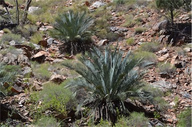 APII jpeg image of Macrozamia macdonnellii  © contact APII