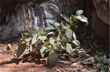 APII jpeg image of Solanum aridicola  © contact APII