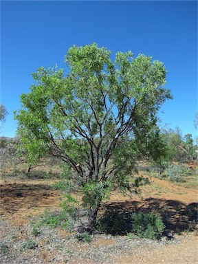 APII jpeg image of Acacia georginae  © contact APII