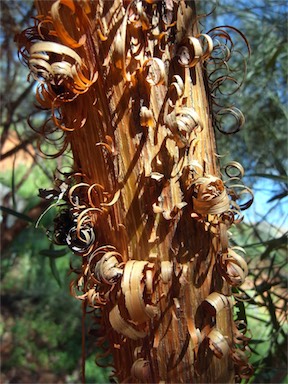 APII jpeg image of Acacia cyperophylla  © contact APII