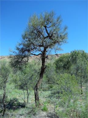 APII jpeg image of Hakea lorea  © contact APII