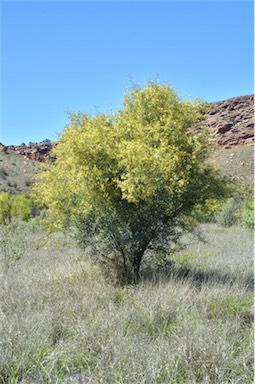 APII jpeg image of Acacia victoriae subsp. victoriae  © contact APII