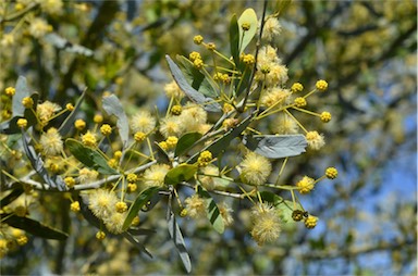 APII jpeg image of Acacia victoriae subsp. victoriae  © contact APII