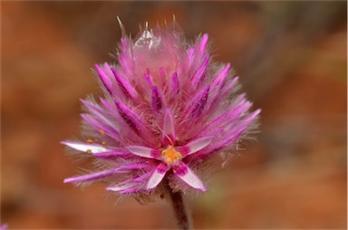 APII jpeg image of Ptilotus helipteroides  © contact APII