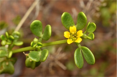 APII jpeg image of Zygophyllum eichleri  © contact APII