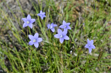 APII jpeg image of Wahlenbergia queenslandica  © contact APII