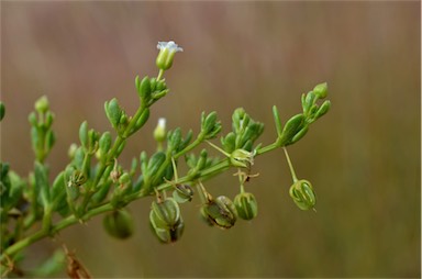 APII jpeg image of Zygophyllum tesquorum  © contact APII