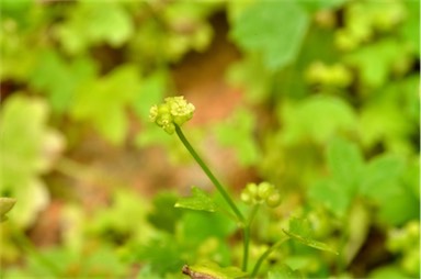 APII jpeg image of Hydrocotyle trachycarpa  © contact APII