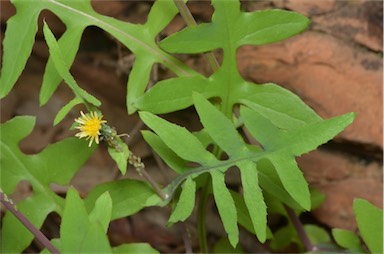 APII jpeg image of Sonchus oleraceus  © contact APII