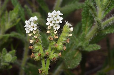 APII jpeg image of Heliotropium asperrimum  © contact APII