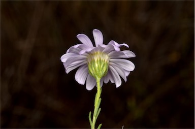 APII jpeg image of Minuria leptophylla  © contact APII