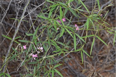 APII jpeg image of Glycine canescens  © contact APII