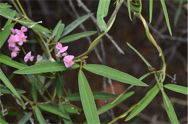 APII jpeg image of Glycine canescens  © contact APII