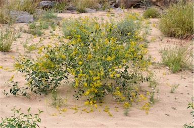 APII jpeg image of Crotalaria eremaea subsp. strehlowii  © contact APII