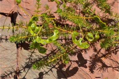 APII jpeg image of Acacia spondylophylla  © contact APII