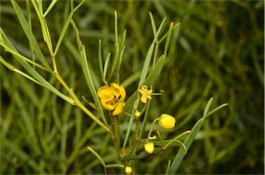 APII jpeg image of Senna artemisioides subsp. x petiolaris  © contact APII