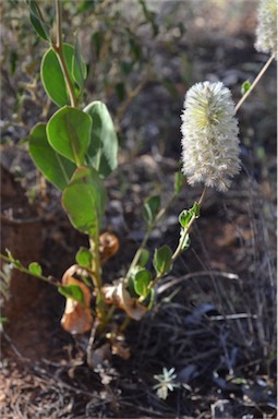 APII jpeg image of Ptilotus nobilis  © contact APII