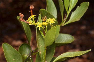 APII jpeg image of Jasminum calcareum  © contact APII