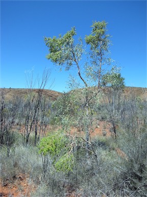 APII jpeg image of Codonocarpus cotinifolius  © contact APII