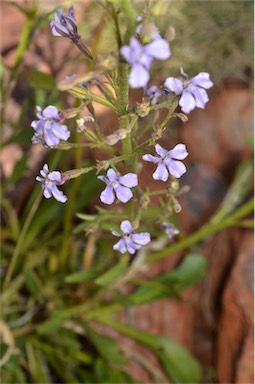 APII jpeg image of Goodenia ramelii  © contact APII