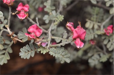 APII jpeg image of Indigofera leucotricha  © contact APII