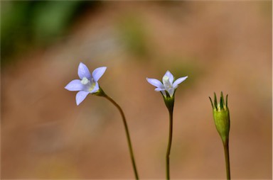 APII jpeg image of Wahlenbergia tumidifructa  © contact APII