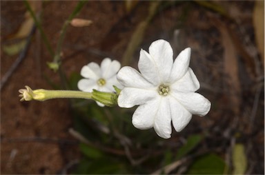 APII jpeg image of Nicotiana megalosiphon  © contact APII