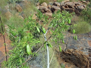 APII jpeg image of Pandorea doratoxylon  © contact APII