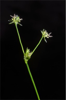 APII jpeg image of Juncus bulbosus  © contact APII