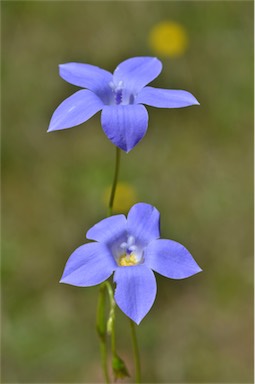 APII jpeg image of Wahlenbergia stricta subsp. stricta  © contact APII